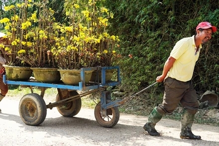 Người dân vận chuyển mai đi tiêu thụ trong các dịp xuân về. Ảnh: TRẦN HOA KHÁ 