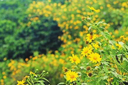 Hoa dã quỳ ở Đà Lạt.