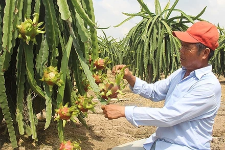 Cây thanh long giúp nhiều người dân Gò Công đổi đời, đón Tết sung túc.