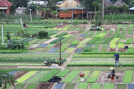 Vườn rau Trà Quế.