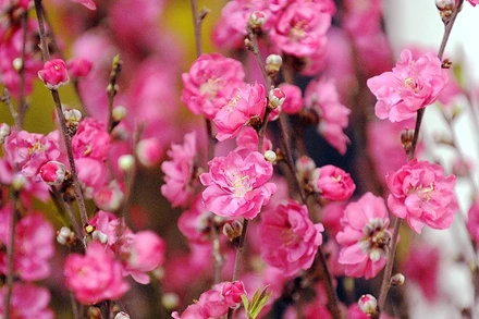 Xuân về, rạo rực niềm tin! 