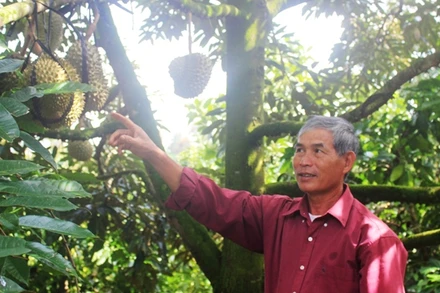 Sầu riêng năm nay được mùa được giá.