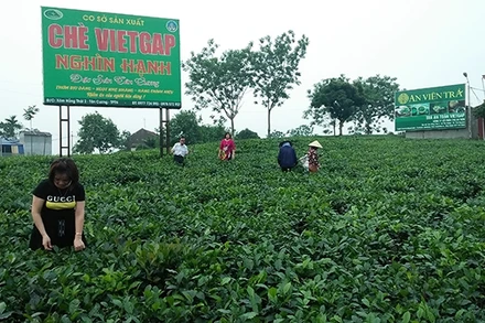 Vùng chè đặc sản Tân Cương ngày càng thu hút nhiều khách du lịch.