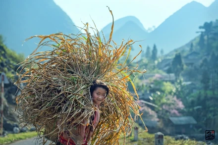 “Hoa của Mỷ” chụp năm 2018