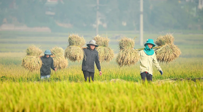 Nông dân Điện Biên thu hoạch lúa mùa. (Ảnh: Lê Lan)