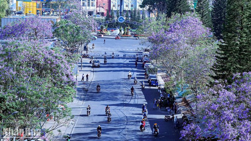 Đường vào chợ Đà Lạt mùa phượng tím 2024.