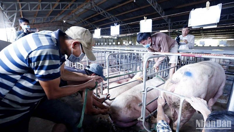 Cơ quan chức năng xử lý đàn lợn bị mắc bệnh dịch tả lợn châu Phi. (Ảnh minh họa)
