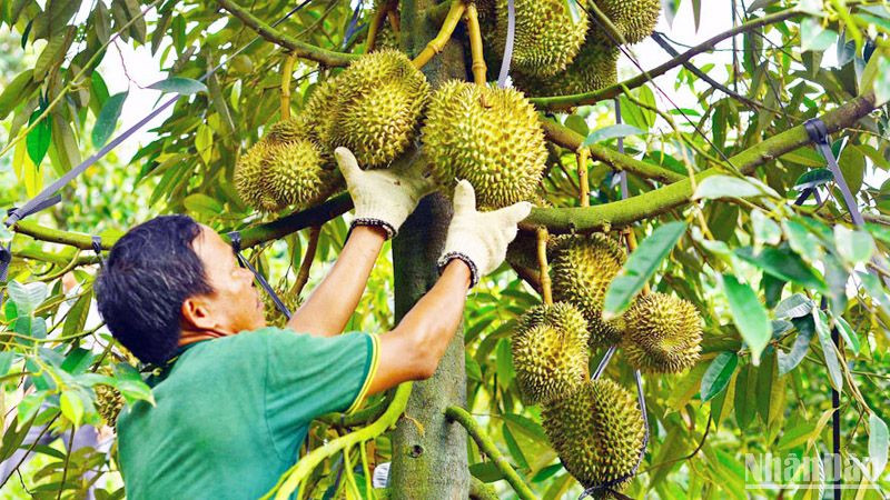 Huyện Đạ Huoai được xem là "thủ phủ" sầu riêng tỉnh Lâm Đồng.