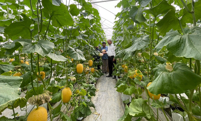 Sản xuất nông nghiệp công nghệ cao tạo huyện Gia Lộc, tỉnh Hải Dương. (Ảnh: Quốc Vinh)