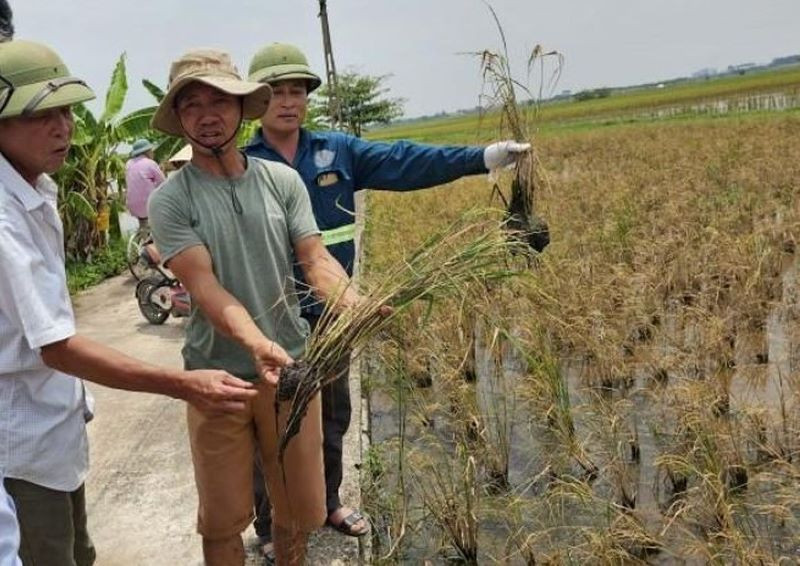 Nhiều diện tích lúa xuân không trổ bông tại xã An Tân và Hồng Dũng (huyện Thái Thụy, tỉnh Thái Bình). (Ảnh người dân cung cấp)