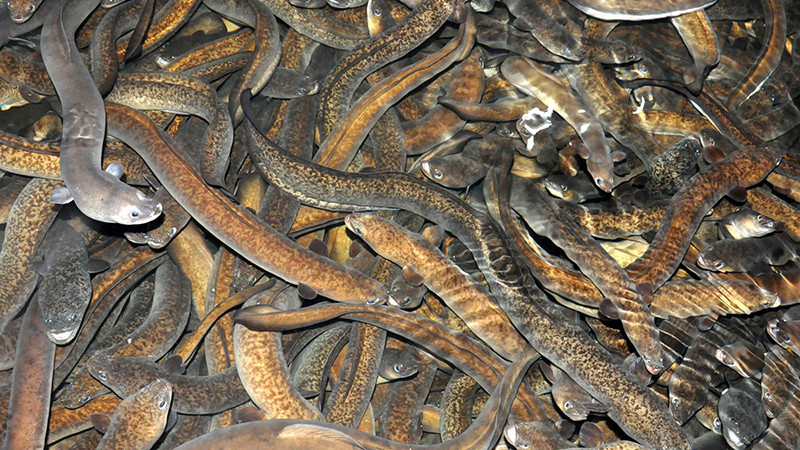 Cá chình bông Phú Yên. (Ảnh: Báo Dân Việt)