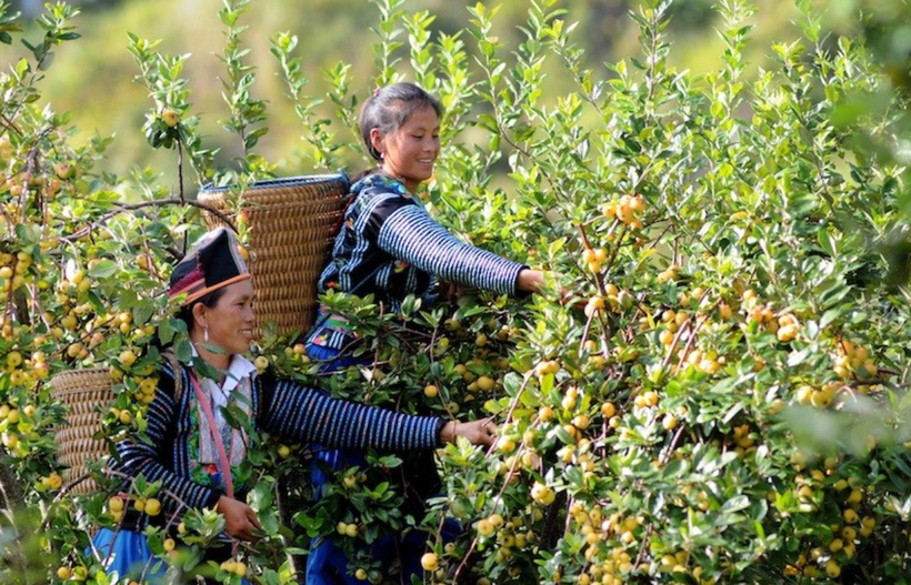 Ảnh minh họa: Nhiều chính sách của Đảng và Nhà nước đã giúp đồng bào dân tộc thiểu số thoát nghèo và phát triển bền vững. (Ảnh: TTXVN)