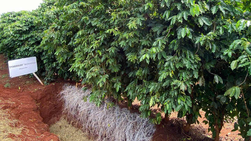 Khảo nghiệm Vaniva® 450SC giải pháp tiên tiến phòng trị tuyến trùng và vàng lá thối rễ trên cây trồng. 