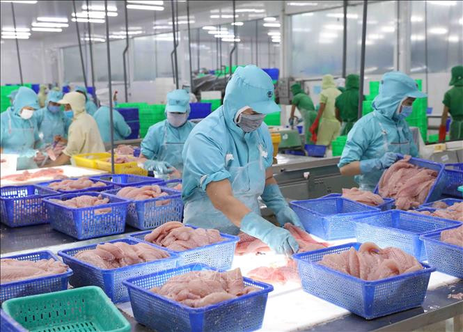 Chế biến cá tra xuất khẩu tại nhà máy của Tập đoàn Sao Mai, tỉnh An Giang. (Ảnh minh họa: TTXVN)