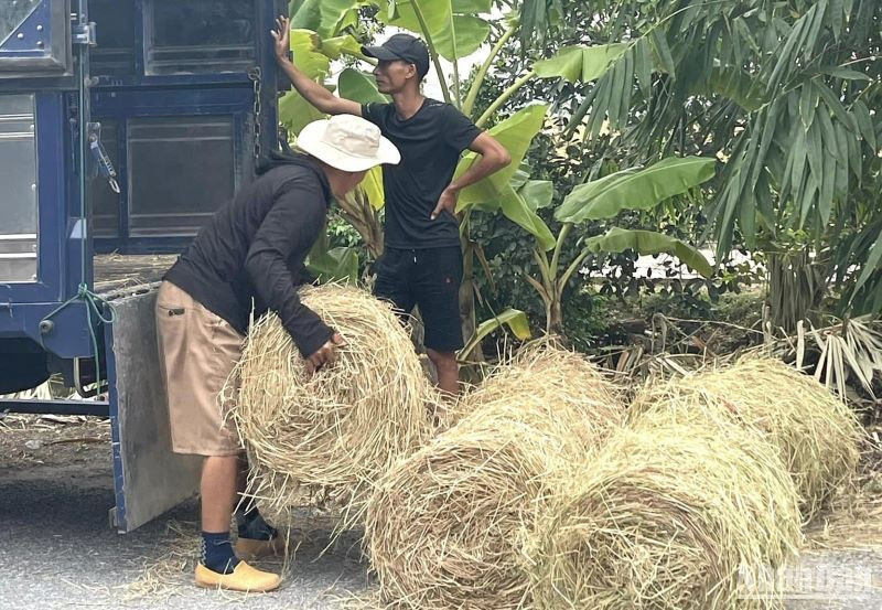 Nhiều đơn vị, cá nhân thu mua rơm cuộn trong vụ mùa năm nay ở Thái Bình. (Ảnh: Mai Tú)