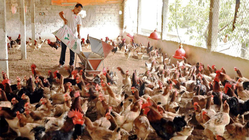 Chăm sóc đàn gà tại Trang trại chăn nuôi ở xã Thụy An, huyện Ba Vì. (Ảnh Vũ Sinh)