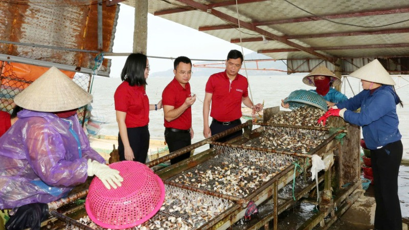 HTX nuôi trồng, thu mua, xuất nhập khẩu thủy hải sản Loan Hoan (Lộc Hà, Hà Tĩnh) nhờ nguồn vốn vay từ Agribank đã có thêm cơ hội mở rộng quy mô sản xuất.