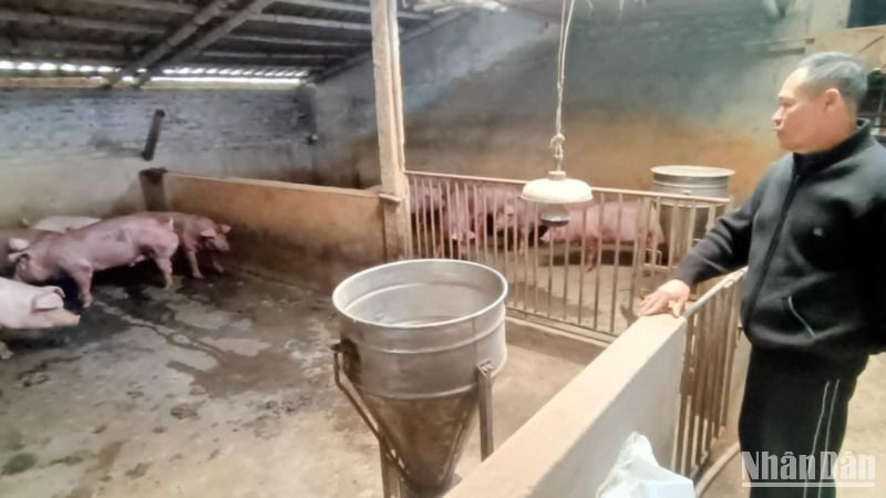 Người chăn nuôi lợn ở Bách Thuận (Vũ Thư, Thái Bình) khá thận trọng tái đàn thời điểm hiện nay, dù giá bán đang tăng cao, có lãi.
