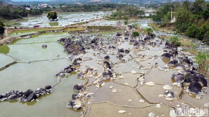 Những hòn đá lớn, nhỏ "mọc" trên cánh đồng lúa Mê Ka, xã Đạ Tông, huyện Đam Rông, tỉnh Lâm Đồng tạo nên khung cảnh kỳ thú.