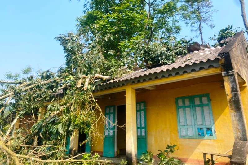 Lốc làm cây đổ, đè lên khu nhà ở của giáo viên.