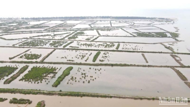 Các ô đầm ven biển khu vực cồn Vành, xã Nam Phú, huyện Tiền Hải, tỉnh Thái Bình.