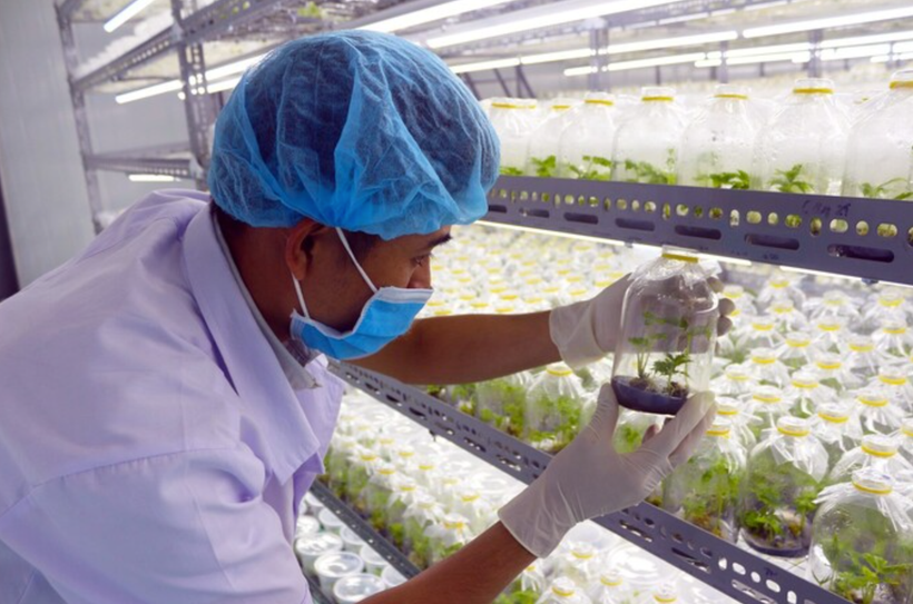 Nghiên cứu khoa học tại Viện Cây lương thực và Cây thực phẩm (Viện Khoa học nông nghiệp Việt Nam). (Ảnh: Viện Cây lương thực và Cây thực phẩm)