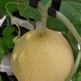 Dưa lưới Afarm