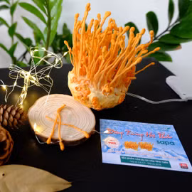 Đông trùng hạ thảo Sa Pa tươi 