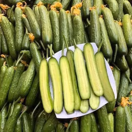 Dưa chuột bao tử Duc Duong Farm