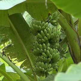 Chuối ngự Hồng Cam