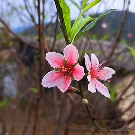 Đào phai Xuân Sơn