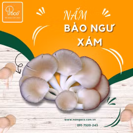 Nấm bào ngư xám Hồng Ân
