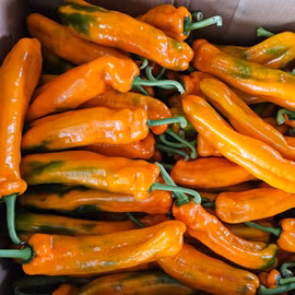 Ớt trái cây ngọt Sweet Palermo