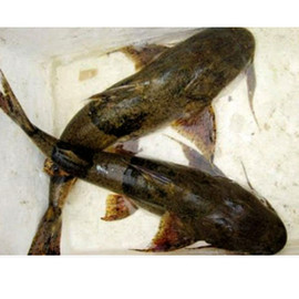 Cá chiên Quý Quân