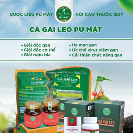 Viên hoàn cà gai leo Pù Mát 