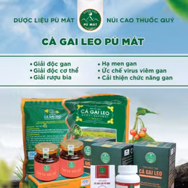 Viên hoàn cà gai leo Pù Mát 