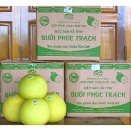 Bưởi Phúc Trạch Bắc Sơn