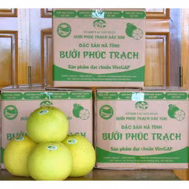 Bưởi Phúc Trạch Bắc Sơn