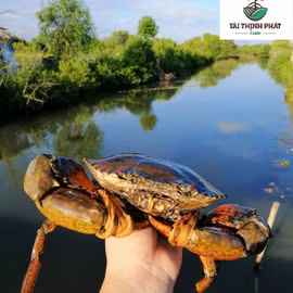 Cua biển sinh thái 