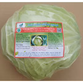 Rau bắp cải hữu cơ Vinh Hà