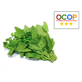 Rau mồng tơi Tâm An Farm