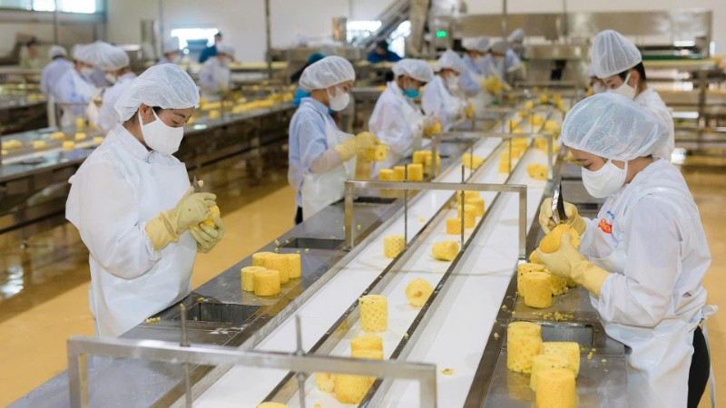 Chế biến dứa phục vụ xuất khẩu tại Trung tâm Chế biến rau quả DOVECO (Sơn La). (Ảnh MINH ANH)