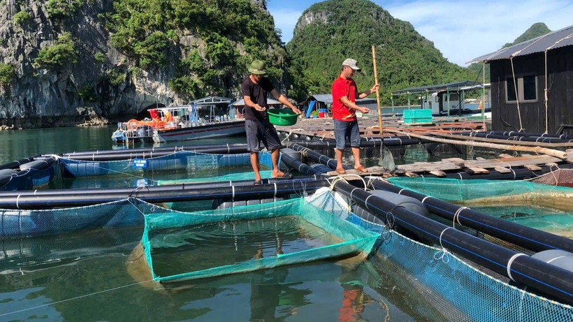 Người dân tỉnh Quảng Ninh nuôi trồng thủy sản trên biển.