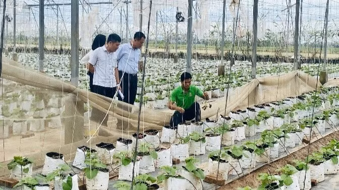 Mô hình sản xuất cây giống dưa thơm (dưa vàng, dưa vân lưới).