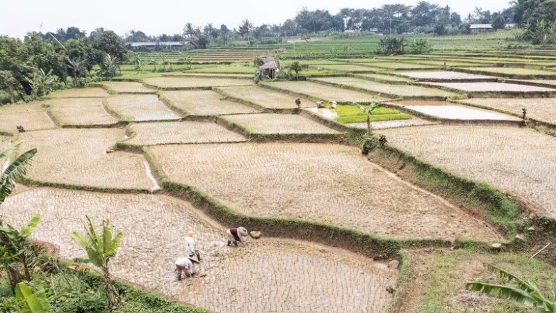 Nông dân trồng lúa trên cánh đồng tại Bogor, tây Java, Indonesia. (Ảnh: THX/TTXVN)