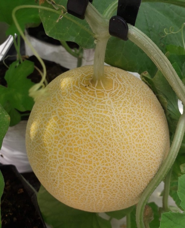 Dưa lưới Afarm 