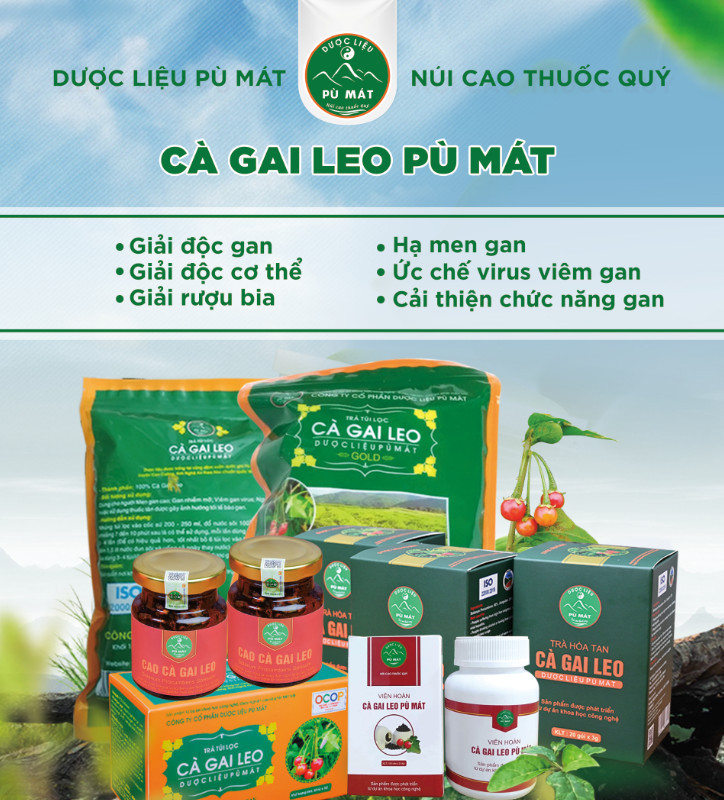 Viên hoàn cà gai leo Pù Mát 