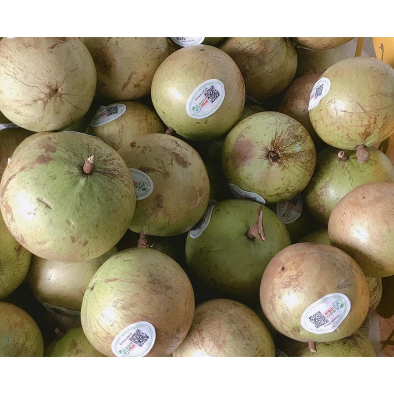 Vú sữa Tân Yên