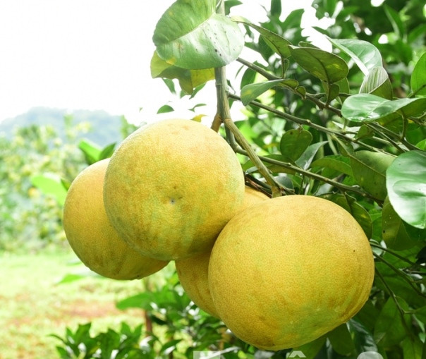 Bưởi Phú Hải