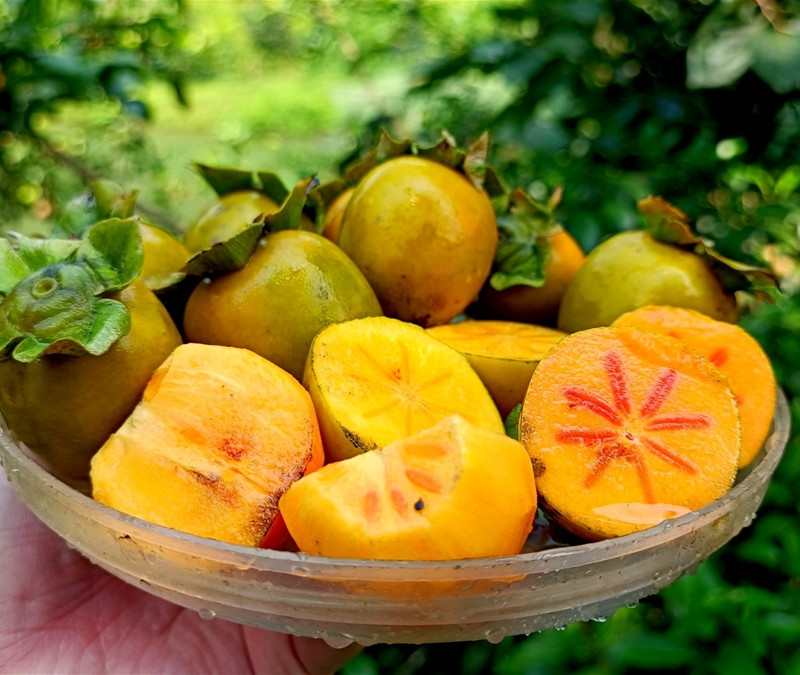 Nông dân thu hoạch hồng không hạt mùa bội thu